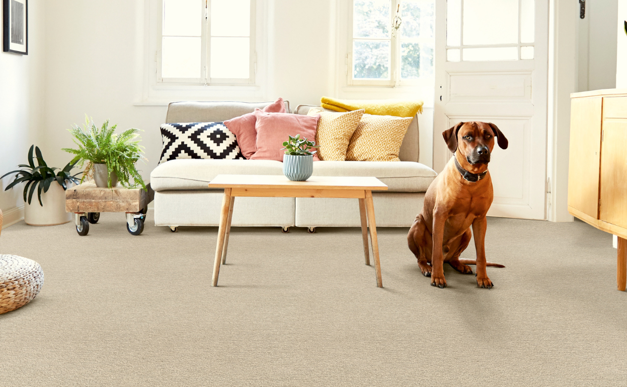 dog on neutral tan brown carpet in living room area with wood coffe table and white sofa